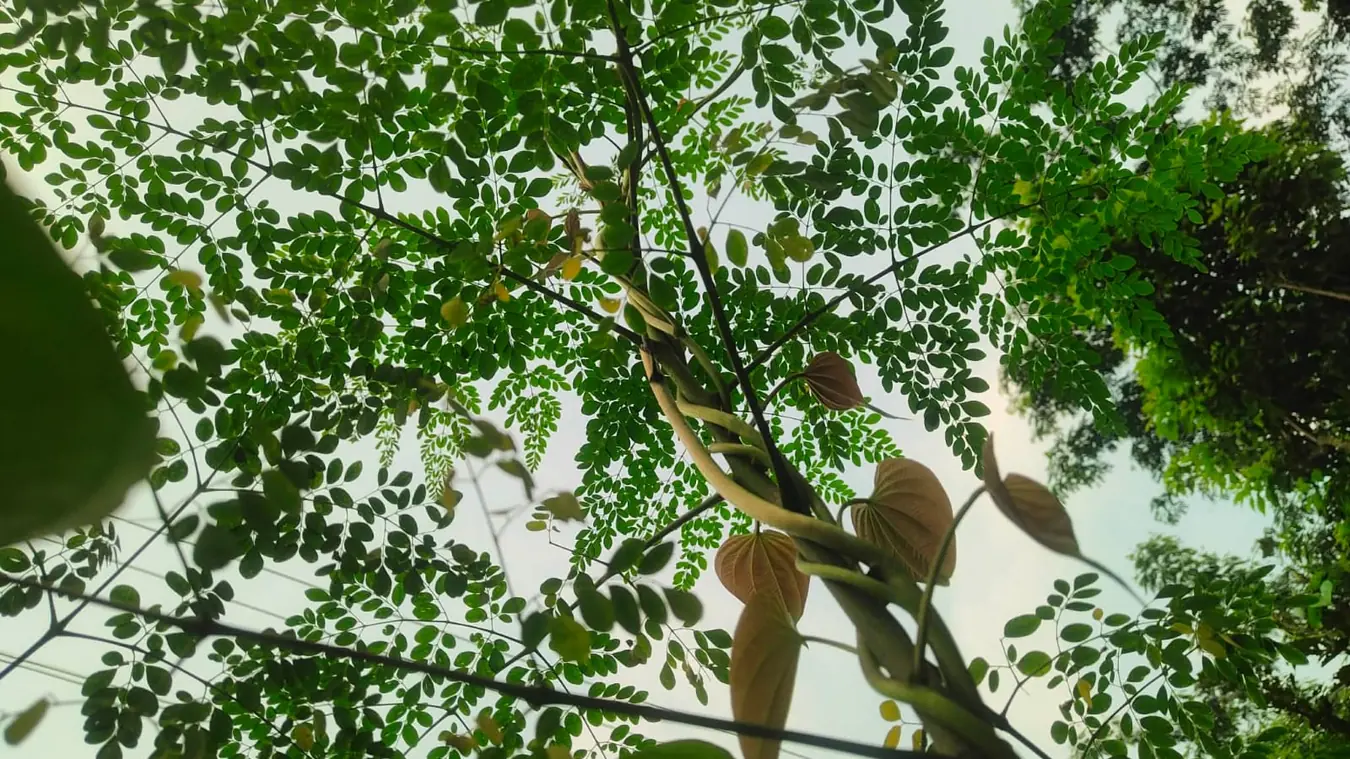 ঔষধি গুণসম্পন্ন পুষ্টির ভাণ্ডার সুপারফুড সজনে পাতা