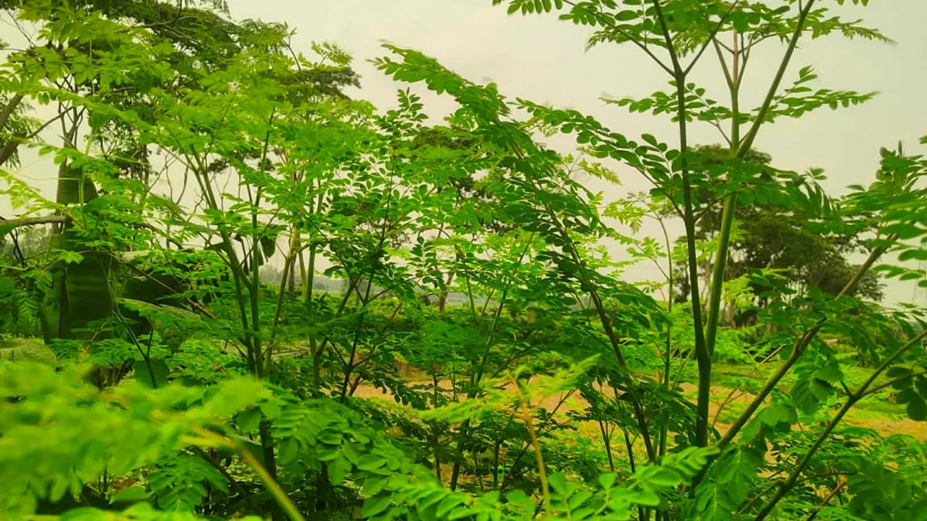 ঔষধি গুণসম্পন্ন পুষ্টির ভাণ্ডার সুপারফুড সজনে পাতা